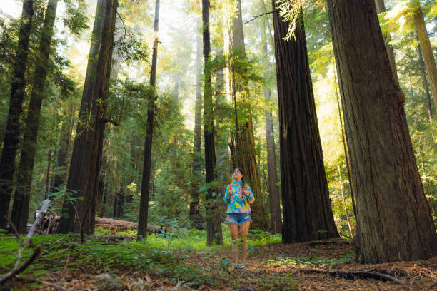 istock Woman with Backpack Walking in Redwood Forest During Sunrise 2197619649