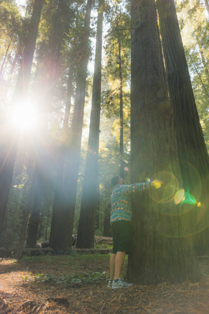 Low-angle view of a male embracing the tallest trees in the world in Redwood National and State park in soft dawn sunlight in California, United States