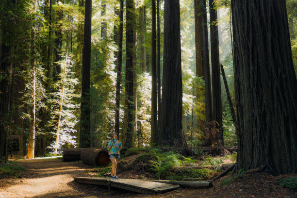 Side view of female traveller exploring the tallest trees in the world in Redwood National and State park in soft dawn sunlight in California, United States
