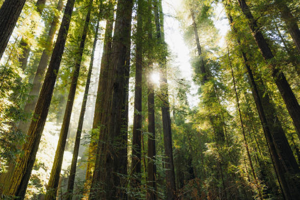 istock Low-Angle View of Redwood Forest in Soft Morning Light 2197619764