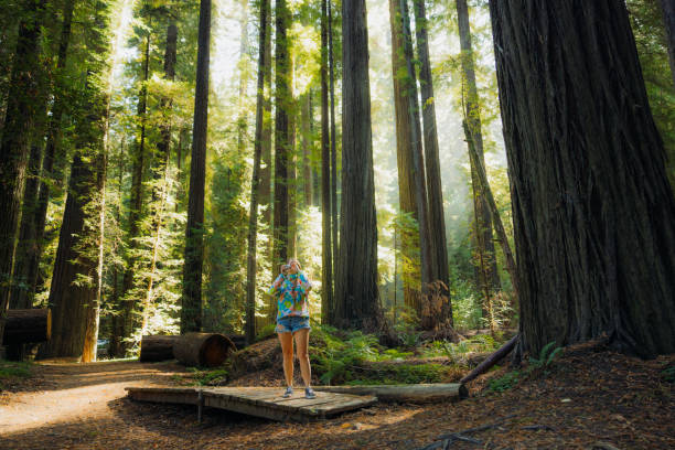 Side view of female traveller exploring the tallest trees in the world in Redwood National and State park in soft dawn sunlight and making photos by 35mm film camera in California, United States