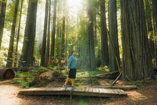 Scenic view of a male traveller exploring the tallest trees in the world in Redwood National and State park in soft dawn sunlight in California, United States