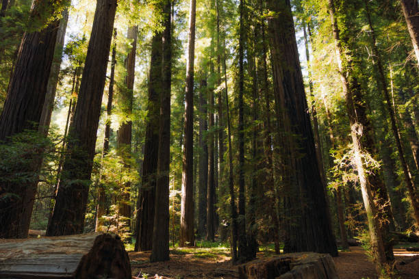 istock Low-Angle View of Redwood Forest in Soft Morning Light 2197619865