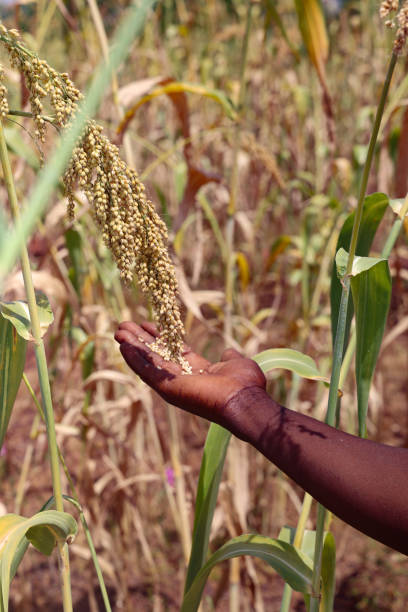 istock African  harvesting cereal on field 2197619867