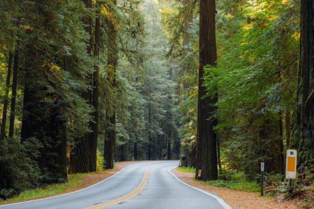 istock Scenic Road With Redwood Trees in Morning Sunlight 2197619878