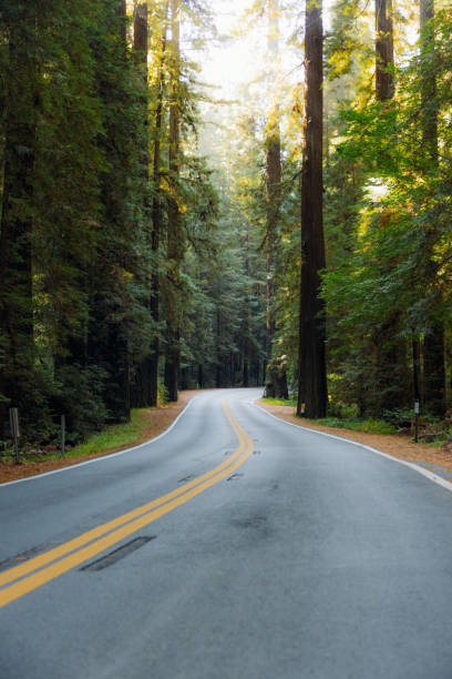 istock Scenic Road With Redwood Trees in Morning Sunlight 2197619900