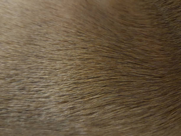 istock Close up brown dog fur background 2197620175