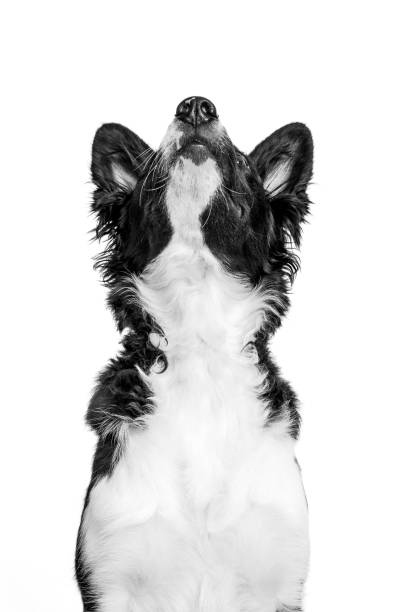 A border collie stands with its head tilted upward, gazing with curiosity. The dog’s black and white fur contrasts with the plain background, emphasizing its expressive features.