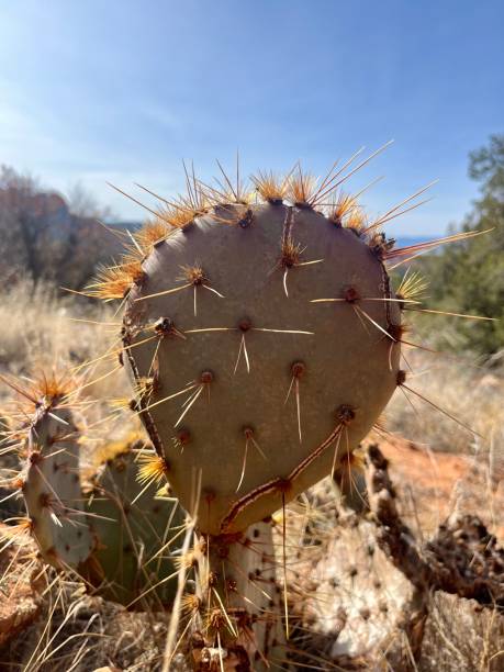 istock Sedona Desert Prickly Pear 2197621935