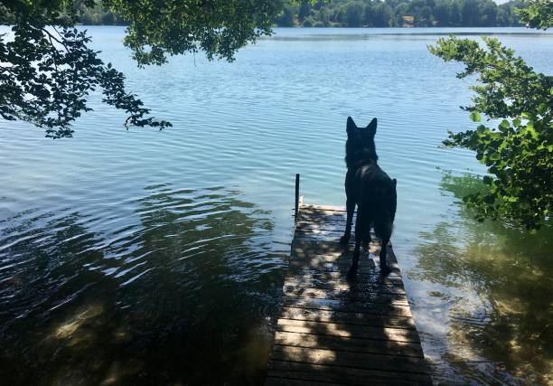 A wet german shepard dog sitting In the water licking its nose while playing