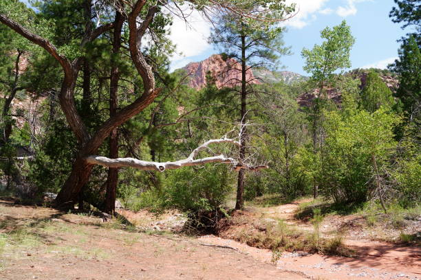 istock Taylor Creek Trail - Zion National Park 2197623077