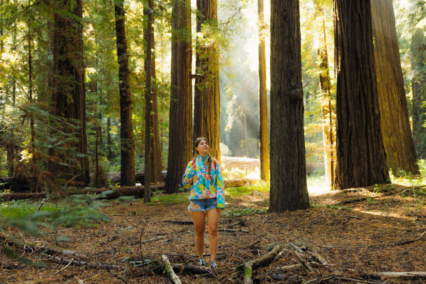 Dirt road in the redwood forest