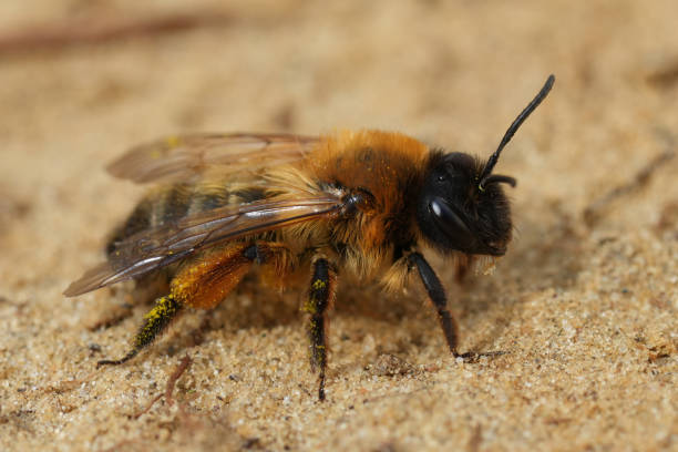 istock Closeup on a fluffy female Buffish mining bee, Andrena nigroaenea on sandy ground 2197623808