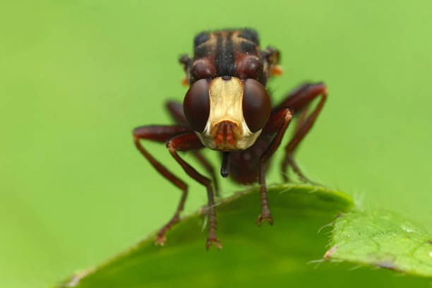 istock Facial closeup on a brown ferroginous bee-grabber , Sicus ferrugineus 2197623856