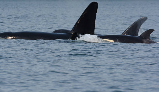 istock Orca Pod Swimming In Salish Sea 2197624280