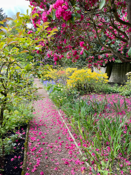 istock Pink Blossoms On A Garden Path, Belsay, Northumberland, England 2197624344