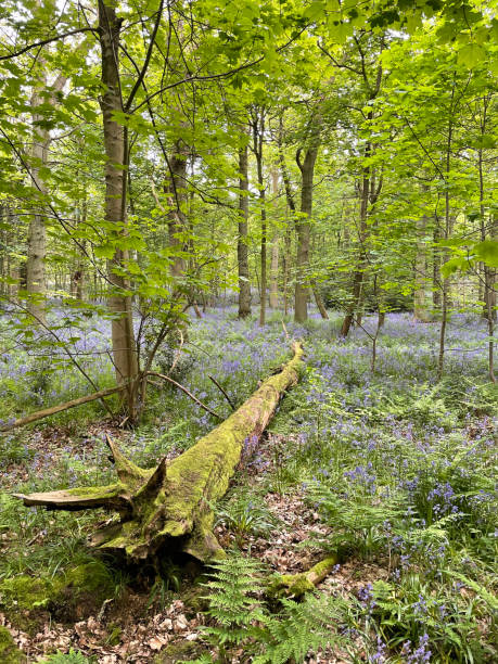 istock A Moss Covered Fallen Tree In A Bluebell Wood, Everdon Stubbs, Northamptonshire, England 2197624346