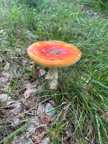 istock Amanita Muscaria Mushroom, Ullared, Sweden 2197624432