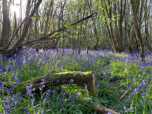 istock Bluebell Woods, Everdon Stubbs, Northamptonshire, England 2197624643
