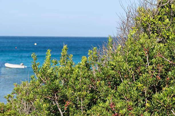 Image was shot in midday in Izmir province, Aegean coast of Turkey.