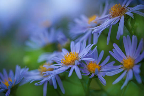 Blue asters with yellow centers bloom in a vibrant natural setting. Ideal for rustic, and romantic floral photography themes