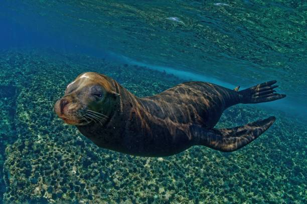 istock Sea lion in La Reina reef (sea of Cortez) Mexico 2197626898