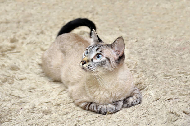 A beautiful little mixed breed kitten lying on the carpet with her paws together