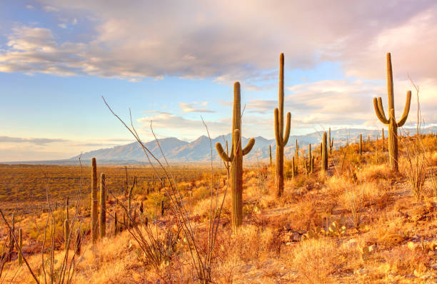 istock Saguaro National Park East 2197630045