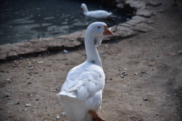 istock A white goose near a decorative pond in a suburban park 2197630747