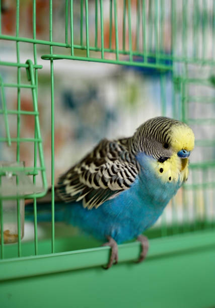 istock A budgie parakeet parrot sitting in the cage 2197630832
