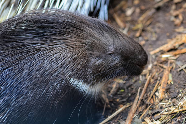 istock Indian Crested Porcupine ( Hystrix Indica) 2197632095