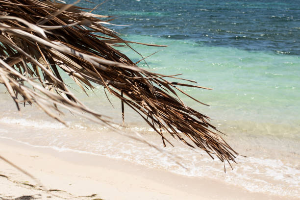 Dried palm leaves from a thatched roof  by the beach.