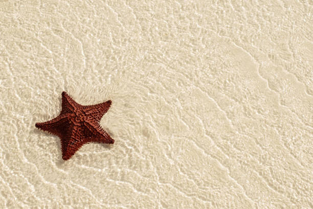 Panoramic view of a starfish lying on the seabed in the crystal clear waters of zanzibar