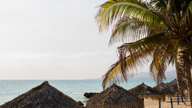 istock Tropical Beach with Palm Trees and Thatched Umbrellas 2197633296