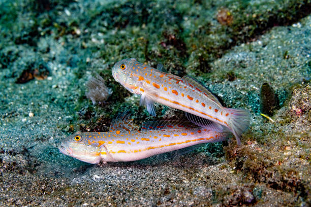 Maiden Goby Valenciennea puellaris occurs in the Indo-Pacific from the Red Sea to Samoa, north to southern Japan, south to the Great Barrier Reef and New Caledonia in a depth range from 2-84m, max. length 20cm. \nThe monogamous species inhabits sandy areas of clear lagoon and seaward reefs. Maiden Goby occurs in pairs and use burrows as refuge. The burrow is shallow, only a few cm, and made under large pieces of rubble. \nLembeh Strait, Indonesia,\n1°29'2.449 N 125°14'23.549 E at 8m depth