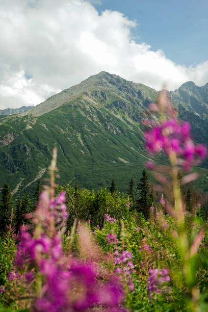 istock Mountain Landscape in Zakopane, Poland 2197634205