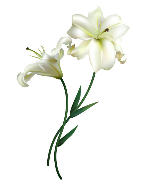 istock Two beautiful white lilies. Flowers. Floral background. Bouquet. Isolated. Green leaves. 2197635571