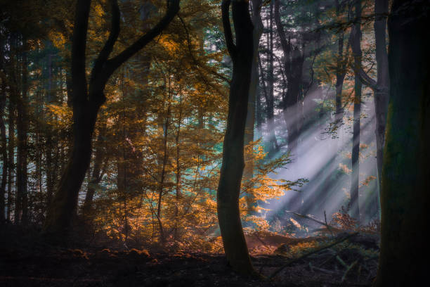 istock Sunlight rays Filtered Through thick canopy of old and mystical beech trees 2197636943