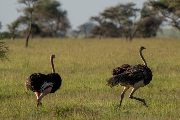 istock Ostrich Pair Running Across the African Grasslands 2197638569