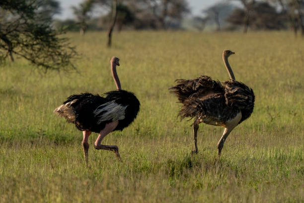 istock Ostrich Pair Running Across the African Grasslands 2197638573