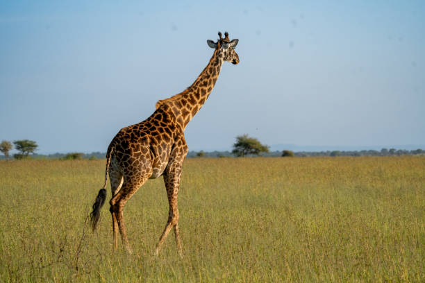 istock Majestic Giraffe in the African Savanna 2197638583