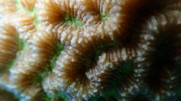 istock Lesser valley coral (Platygyra lamellina) extreme close-up undersea 2197639417