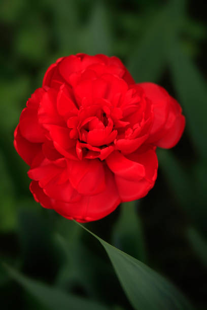 istock Colorful flowers on nature background 2197640927