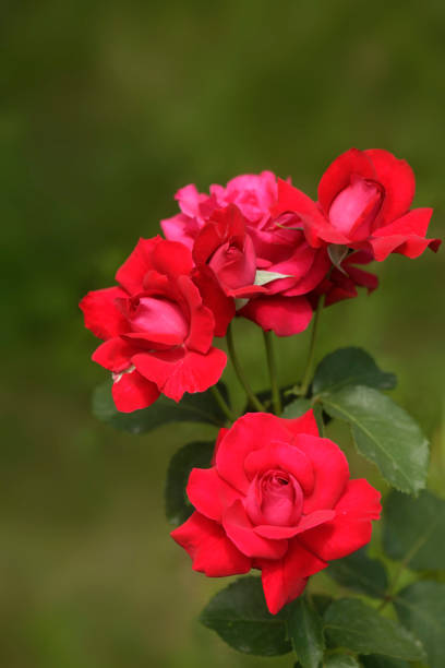 Colorful flowers on nature background
