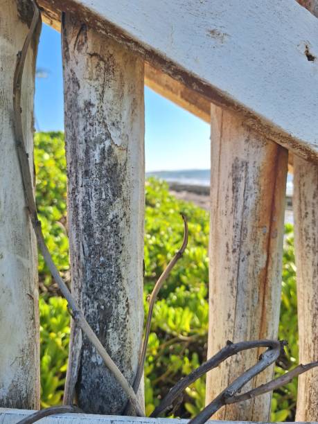 Wild beach roses (rosa rugosa) bloom in profusion along a sand fence at a Cape Cod beach on an early June afternoon.