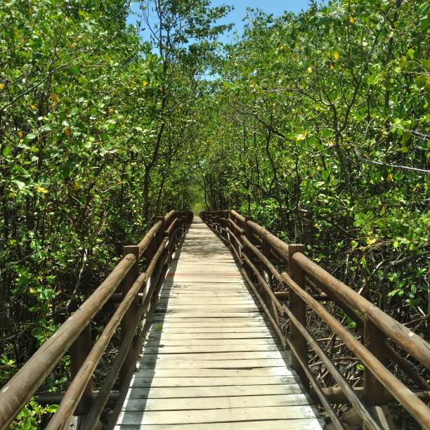 istock Wooden bridge in the mangrove 2197641275
