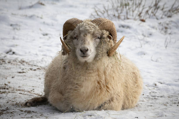 sweet expression on a sheep with horns resting on snow
