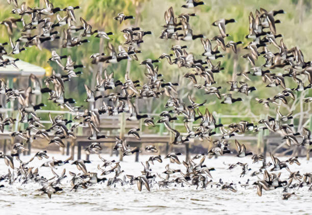istock Migrating flock of Scaup ducks 2197642761