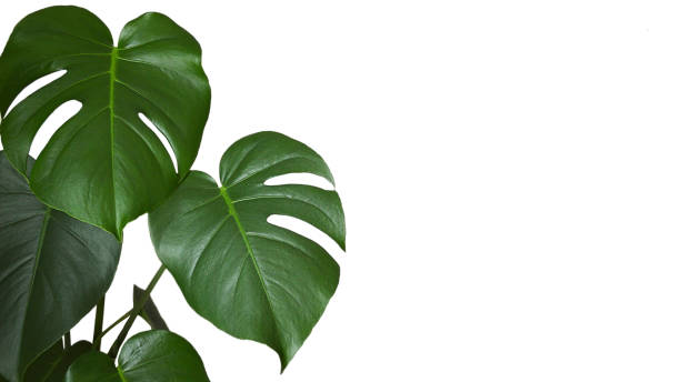 istock Monstera leaves isolated on a white background with copy space 2197642841