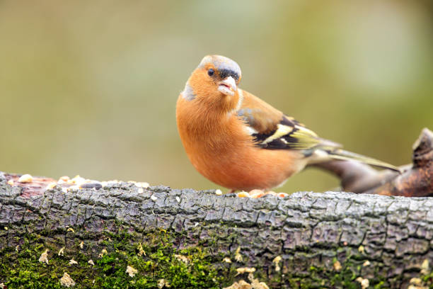 istock Male Chaffinch perching on a log 2197644153
